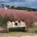 라네쥬 독(Laneige.dog) 이미지