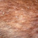 해 동물병원 이미지