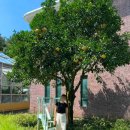 새롭개 | 제주 서귀포 실내 가볼만한곳 제주도 서귀포 감귤박물관