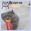 캣츠하우스 | 창원 이색카페 ' 캣츠하우스' 고양이 천국