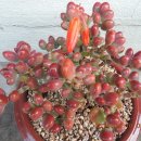 원종화장품 이미지