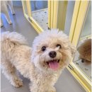 리치펫하우스 이미지