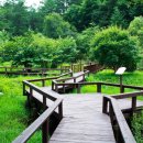 국립유명산자연휴양림 | 국립 유명산 자연휴양림(서울/인천/경기)