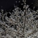 오븐에꾸은닭 - 양산시 | 오븐에 꾸운 닭, 오꾸닭 옥포점 그리고 밤에 만개한 벚꽃에 취하다.