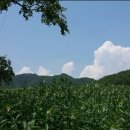 분천1리 이미지