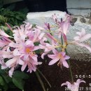 엄광산임도 이미지