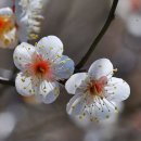 꽃피는날 이미지