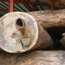 황토통나무집 이미지