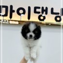 강아지분양 마이댕냥 일산점 이미지