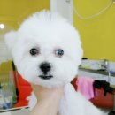 끌리개 이미지