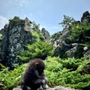 디디에퍼피 이미지