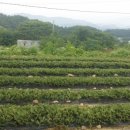 성호농원 이미지