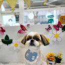 살랑살랑 펫미용 이미지