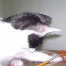 당구 하라 이미지