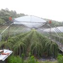 금공리농장 이미지