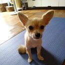 킹콩하우스 애견카페 이미지