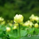 법인연향기가