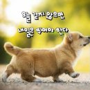 해피 - 화성시 효행로291번길 24 | 해피