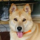 (주)산강아지 이미지