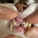 명덕동물병원 이미지