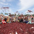 괴산고추축제 이미지