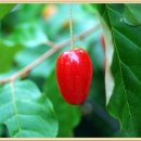 한백농장 이미지