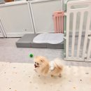 도그레스트 | 부천역애견호텔링 전문적이고 믿을만한 곳 추천! 도그인포레스트 호텔링후기:D