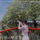 철길풍선 | 전주 이팝나무 철길 축제 주차 먹거리 후기