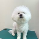 포시즌 동물병원 이미지