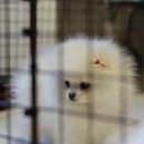 스윗퍼피(sweet puppy) 이미지