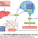 Re: The Klotho proteins in health and disease - 2018 네이처 리뷰 이미지
