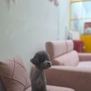강아지 뷰티 | 일산강아지 미용 꼼꼼하게 잘하는 마이뷰티독 원마운트점 후기