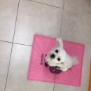 아이파크 애견미용실 이미지