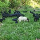 염소사육장 이미지