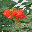 아프리칸 튤립나무 [ African tulip tree ] 이미지