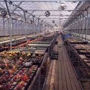 최씨농장 이미지