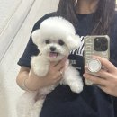 광안리애견미용 추천, 비숑 베리 위생목욕 맡기고 온 쁘띠몽펫샵 후기 🐶