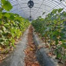 인산목장 이미지