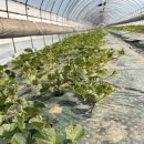 농장이야기 | 성주기술센터 사업계획발표 후기｜베타참외 농장 견학까지 다녀온 리얼 후기 (성주 참외 이야기)