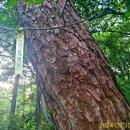 월평동산성 이미지