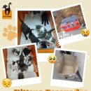 우리고양이 이미지