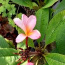 플루메리아 이미지