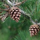 동굴에 평화의 동백이 이미지