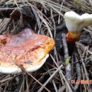 자연의쉼터 이미지