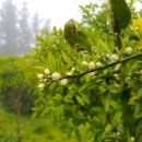 제주머무리 이미지