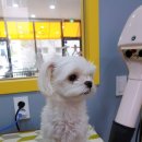 왈왈이발소 네이버블로그