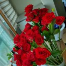 영남화훼원예농협주유소 | 영남화훼원예농협 장미백송이 9900원 후기