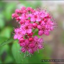 들꽃편지 이미지