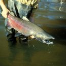 연어판다 이미지