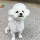 미용해주개 이미지